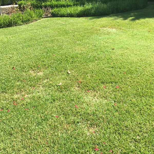 Before and After Lawns - Victory Turf Management