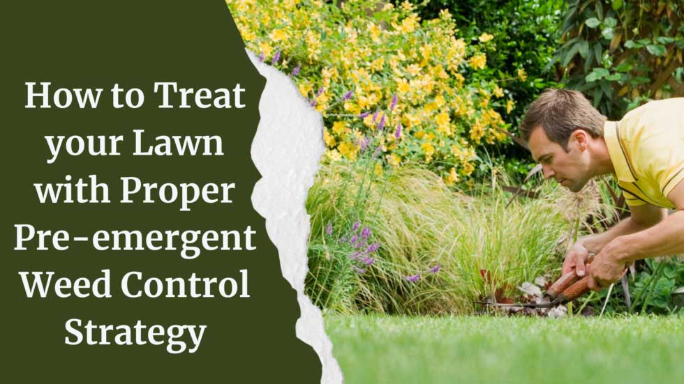 How to Treat your Lawn with Proper Pre-emergent Weed Control Strategy