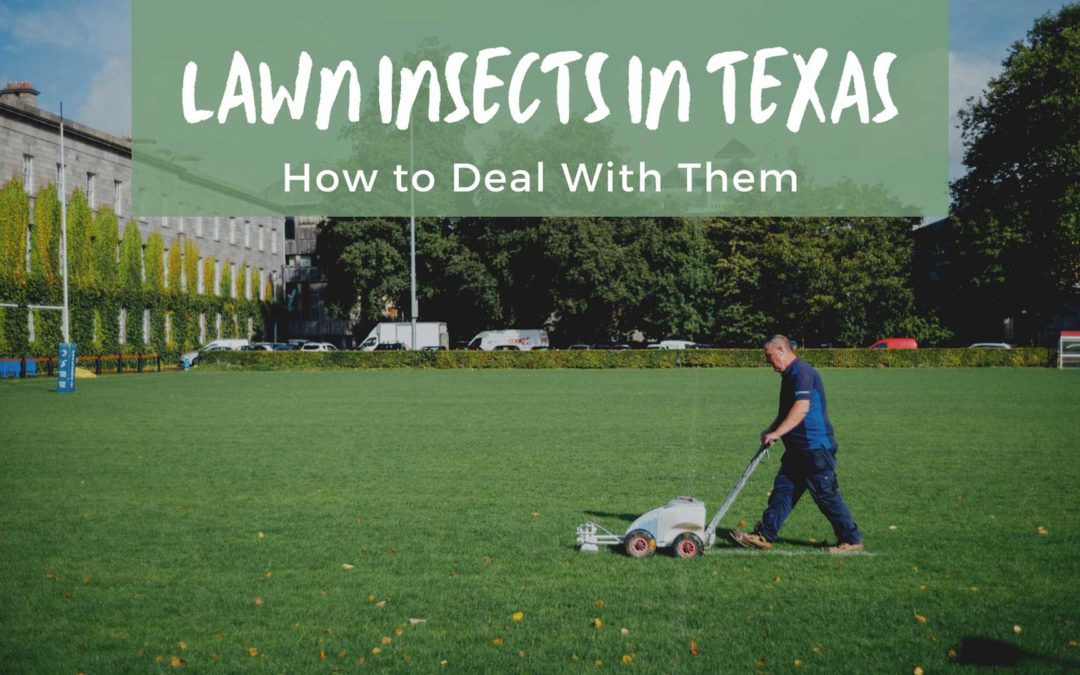 Lawn Insects in Texas and How to Deal With Them